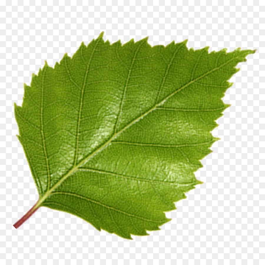 ПО 